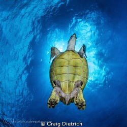 Turtle was very friendly and I waited for him to cover th... by Craig Dietrich 